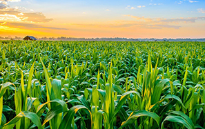 Agricultural Industry